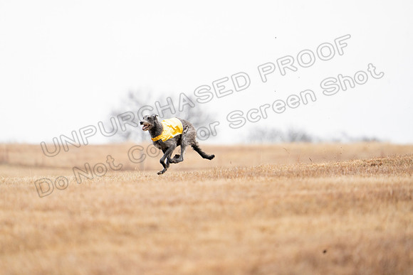 Deerhound-6