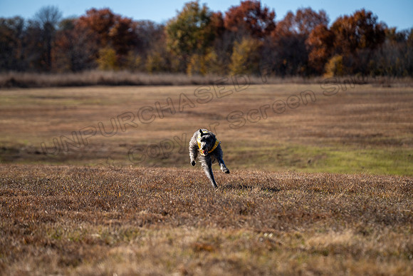 Deerhound-41