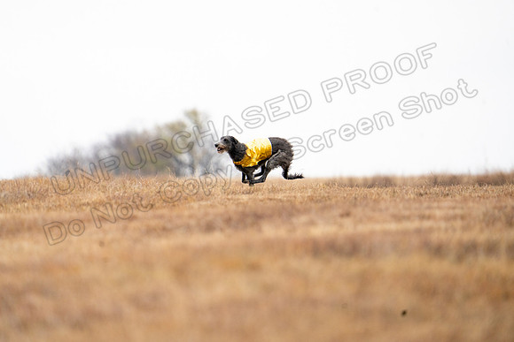 Deerhound-5