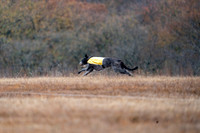 Deerhound-4