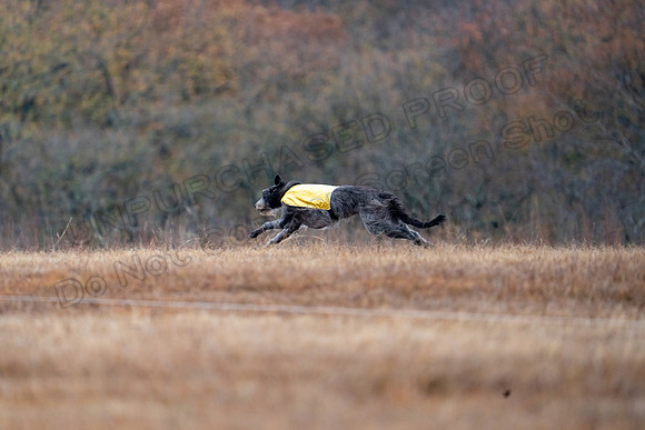 Deerhound-4