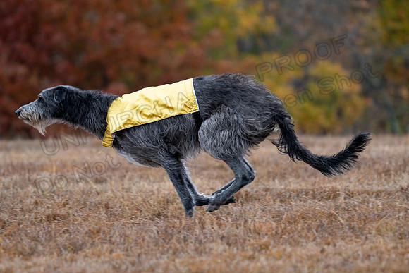 Deerhound-2