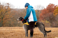 Scottish Deerhound