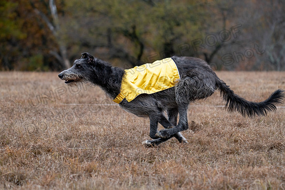 Deerhound-21