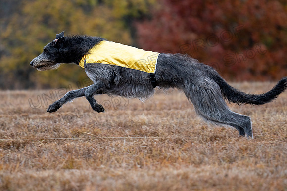 Deerhound-3