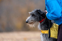 Deerhound-20