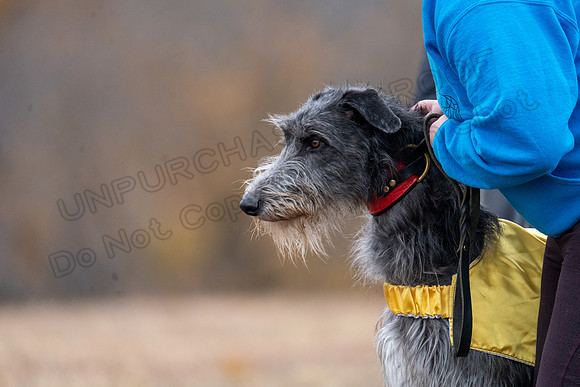 Deerhound-20
