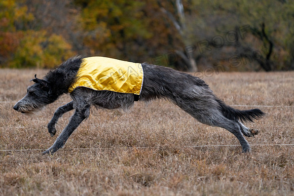 Deerhound-22