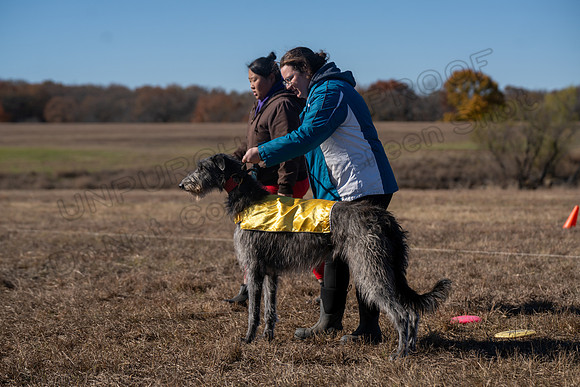 Deerhound-37