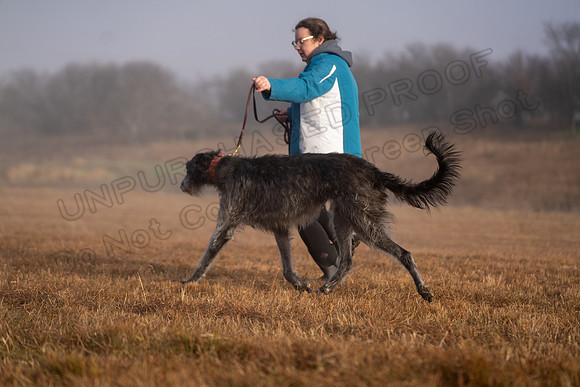 Deerhound-36