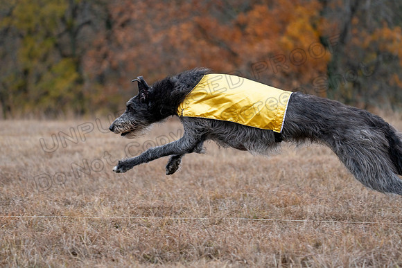Deerhound-23