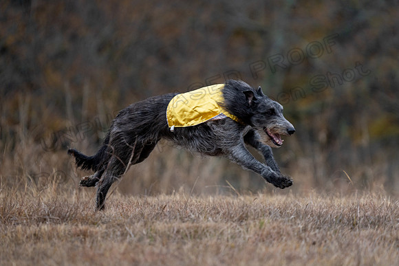 Deerhound-27