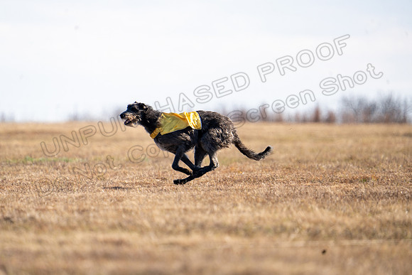 Deerhound-33