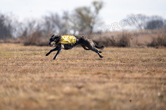 Deerhound-32