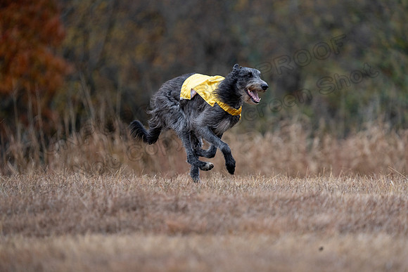 Deerhound-26