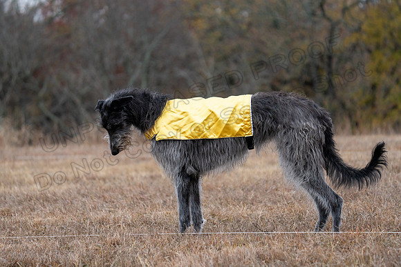 Deerhound-18