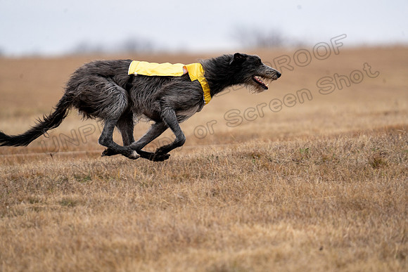 Deerhound-25