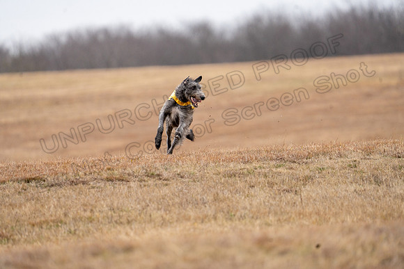 Deerhound-24