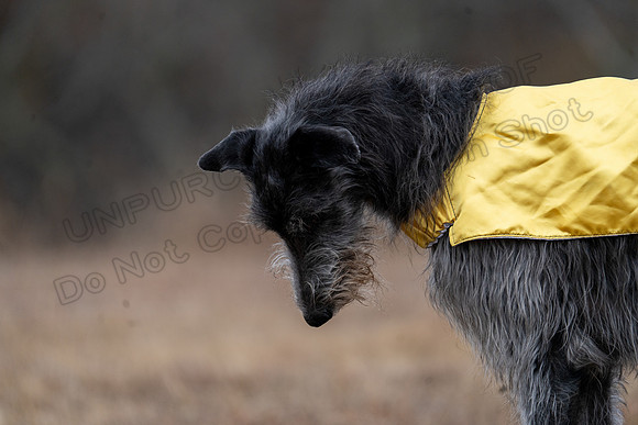 Deerhound-19