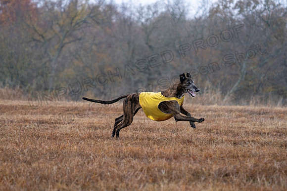 Greyhound-49