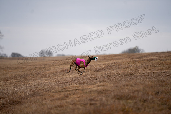 Greyhound-60