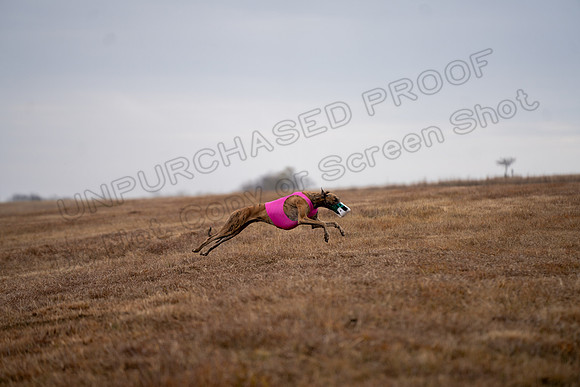 Greyhound-61