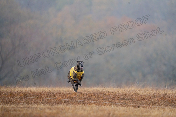 Greyhound-48