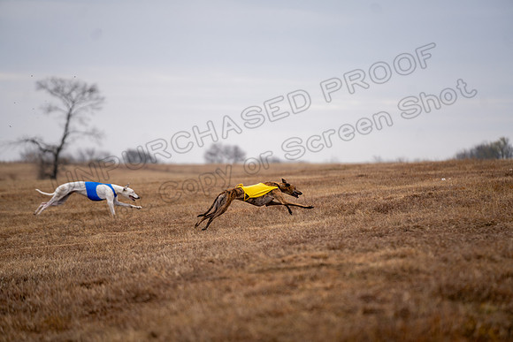 Greyhound-67