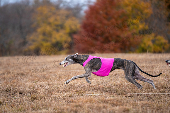 Greyhound-77