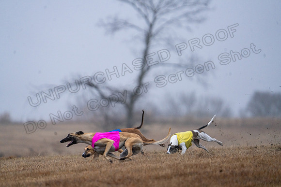 Greyhound-9