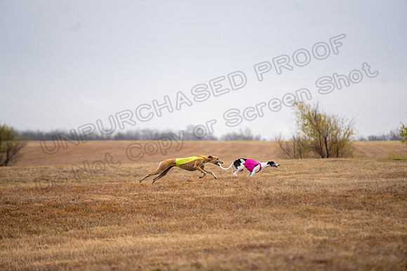 Greyhound-73