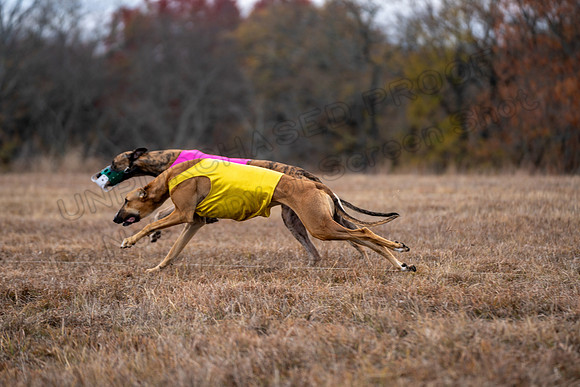 Greyhound-59