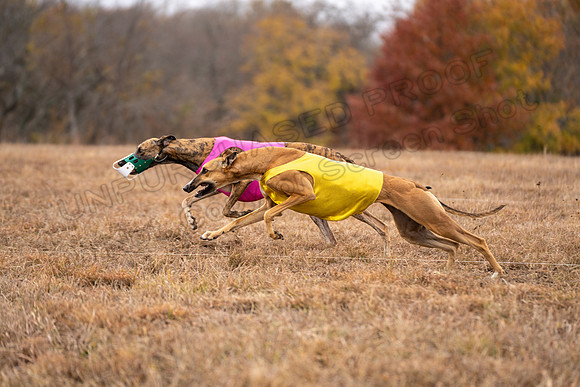 Greyhound-58