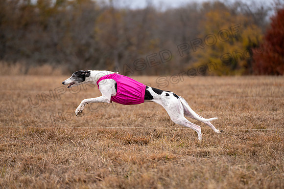 Greyhound-72