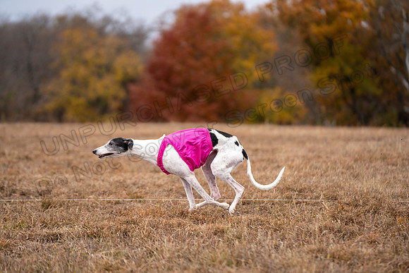 Greyhound-71