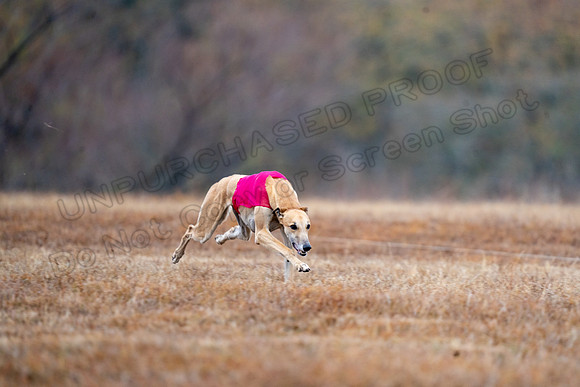 AfghanHounds-9