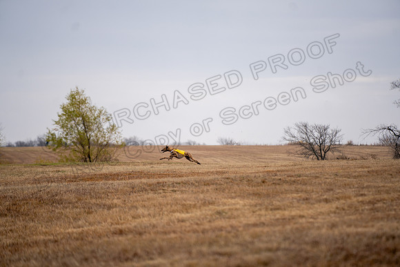 Greyhound-65