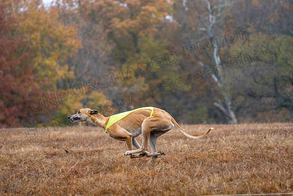 Greyhound-29
