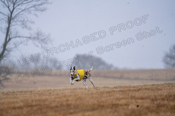 Greyhound-17