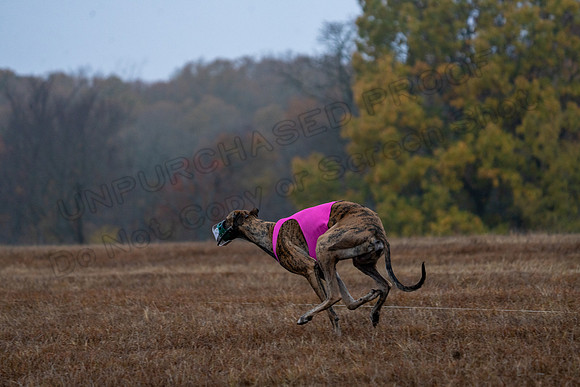 Greyhound-16