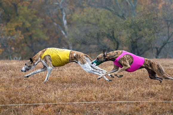 Greyhound-15