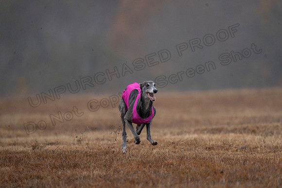 Greyhound-28