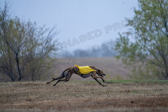 Greyhound-39