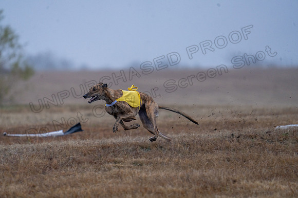Greyhound-38