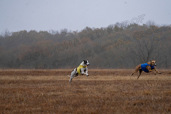 Greyhound-10