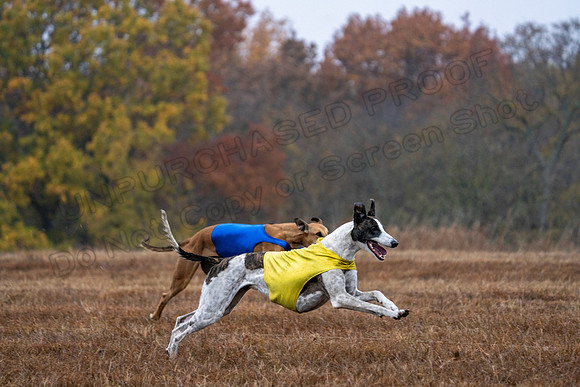 Greyhound-11