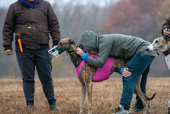 Greyhound-13
