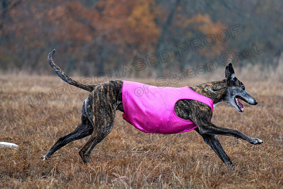 Greyhound-37