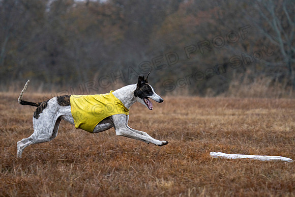Greyhound-12