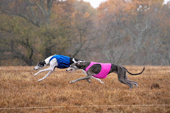 Greyhound-22